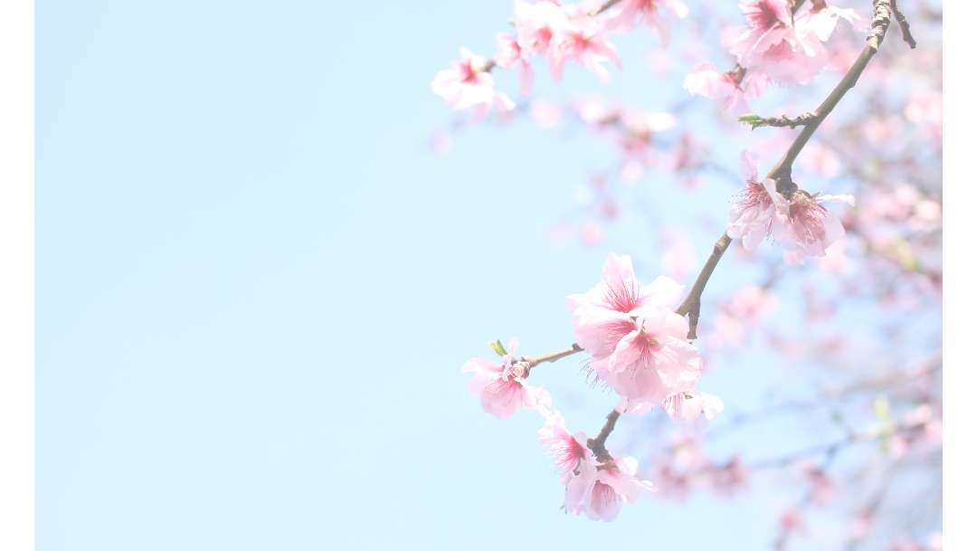 桜の写真
